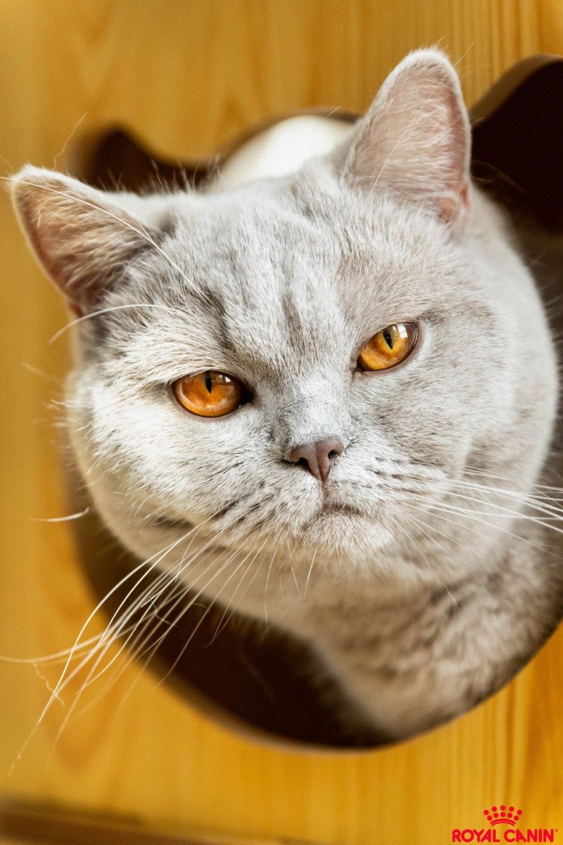 U'Too des Grenadines de Celan Femelle British Shorthair U'Too des Grenadines de Celan Femelle British Shorthair
