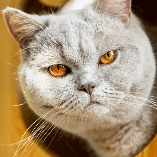 U'Too des Grenadines de Celan Femelle British Shorthair