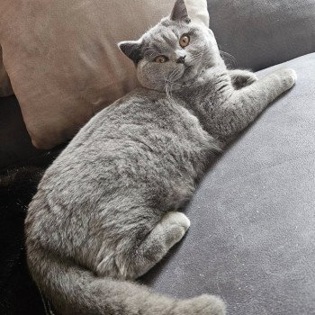 chat British Shorthair blue Vicking Chatterie So Perfect chat British Shorthair blue Vicking Chatterie So Perfect