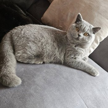chat British Shorthair blue Vicking Chatterie So Perfect chat British Shorthair blue Vicking Chatterie So Perfect
