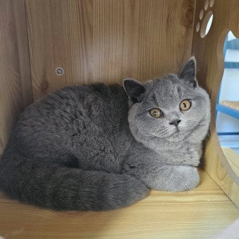chat British Shorthair blue Vicking Chatterie So Perfect chat British Shorthair blue Vicking Chatterie So Perfect