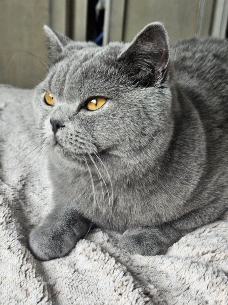 Vicking of Furry Angel Mâle British Shorthair Vicking of Furry Angel Mâle British Shorthair