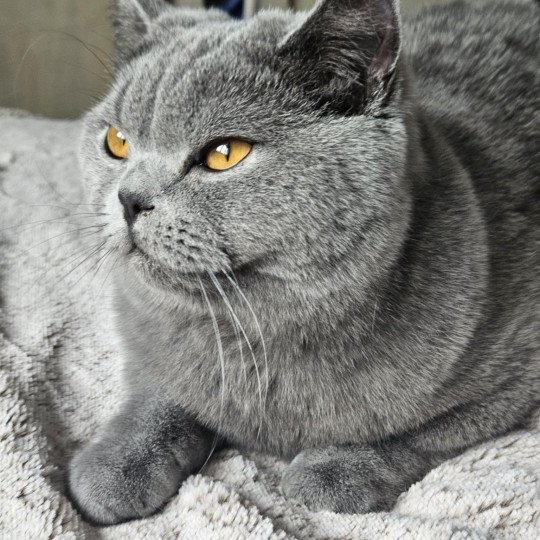 Vicking of Furry Angel Mâle British Shorthair