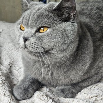 chat British Shorthair blue Vicking Chatterie So Perfect chat British Shorthair blue Vicking Chatterie So Perfect